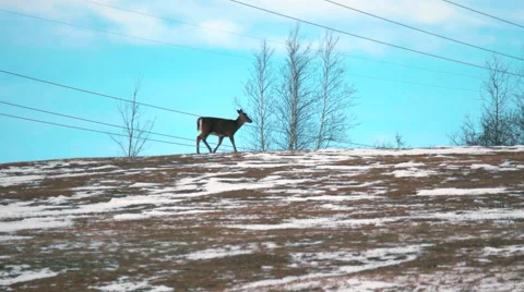 Deer Walking on Top of a Hill in Winter Time. Stock Footage 59527766