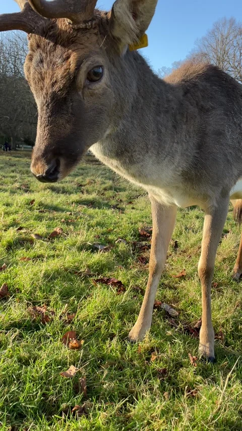 Deer walking towards the camera. Close up animal footage Stock Footage 247409521