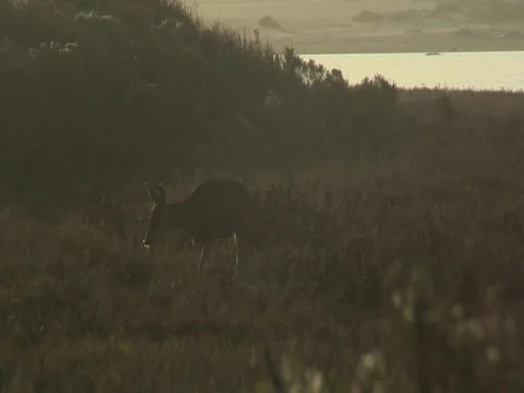 Deer walking towards camera Stock-Footage 707271