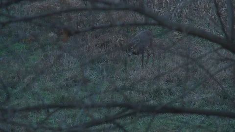 Deer Walking Towards Camera at Night Stock Footage 92095796