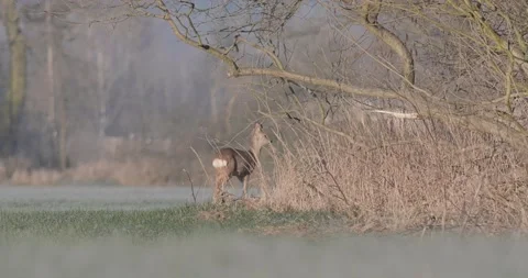 Deer Walking Under the Tree Winter Stock Footage 140554454