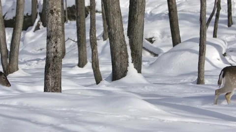 Deer walking winter trail side profile cute Stock Footage 219597711