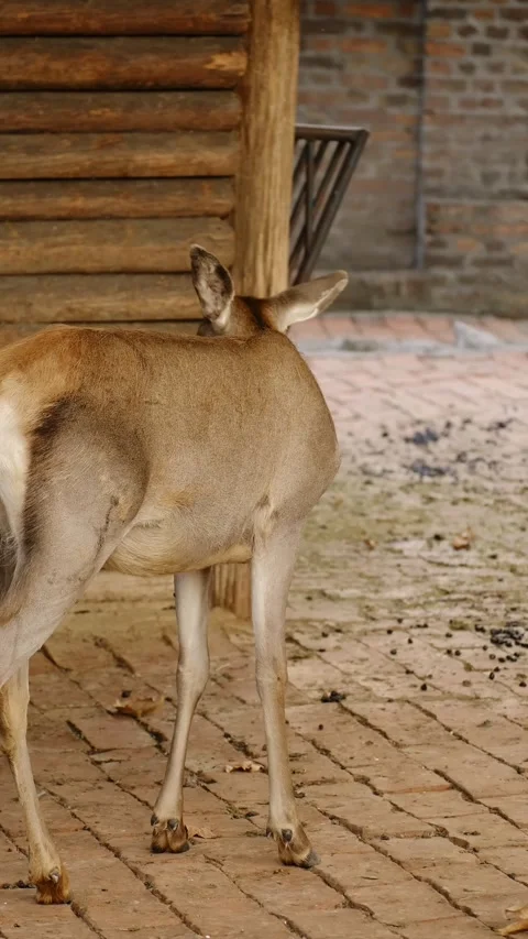 A deer walks across a brick path in a zoo enclosure and scratches itself while Stock Footage 325740925