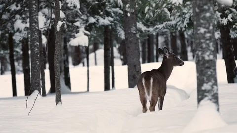 DEER WALKS AWAY FROM CAMERA  HANDHELD 動画素材 91989542