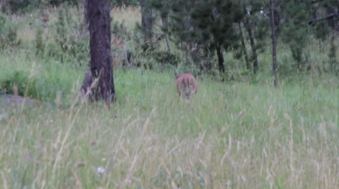 Deer walks away looks back Video stock 40792711