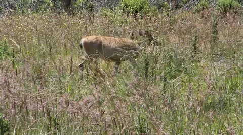 Deer walks in field Stock Footage 21540165