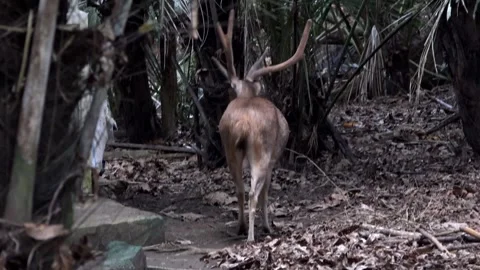 A deer walks with its back to the camera. Stock Footage 241653929