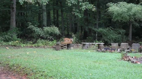 Deer walks out from the forest to a campground Stock Footage 44444972