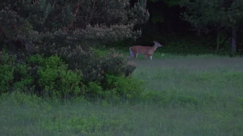 A deer walks out from the trees into a meadow at dusk and stops Stock Footage 322133921