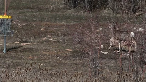 Deer Walks Over to Disc Golf Hole Mountains 스톡 동영상 210859239