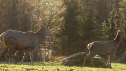 Deer walks over meadow Stock Footage 74695885