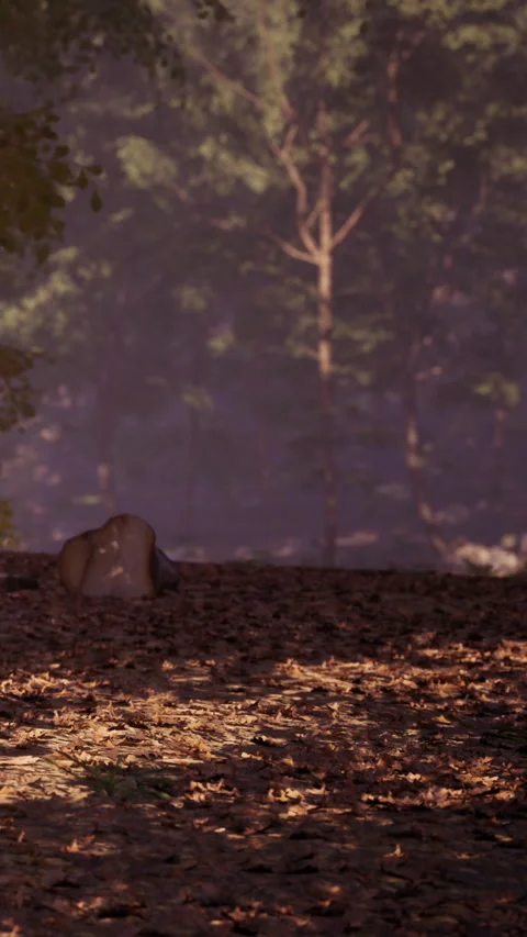 Deer walks through forest with fallen leaves in soft light during day Stock Footage 342117024