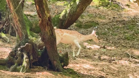 Deer walks through a forest with large trees and green moss during daylight.. Stock Footage 342826367