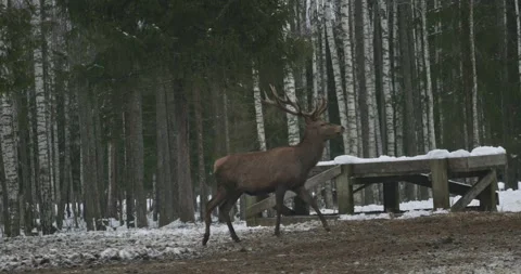 Deer walks through snowy forest in wintertime Stock Footage 345965250