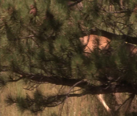Deer walks through tall grass and pine trees Stock Footage 86691401