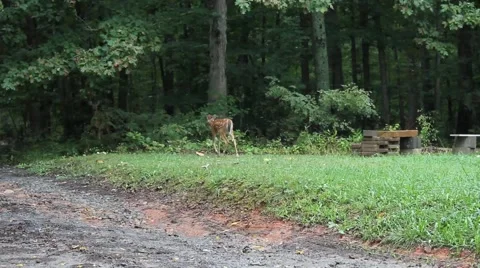 Deer walks towards forest Stock Footage 44444974