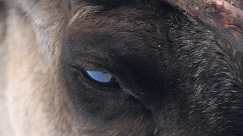 Deer walks in winter forest. close-up eye 스톡 동영상 86951619