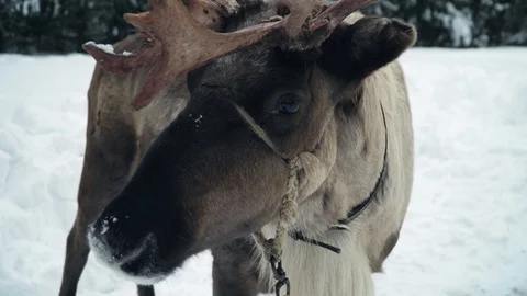 Deer walks in winter forest Vidéo 86951310