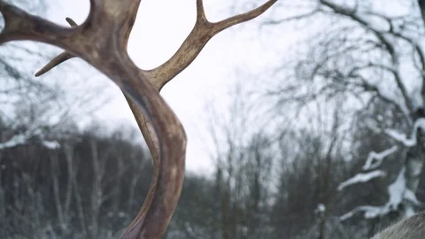 Deer walks in winter forest Stock Footage 86951550