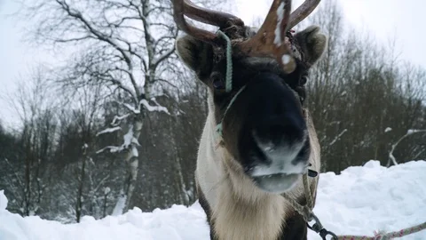 Deer walks in winter forest Stock Footage 86951593