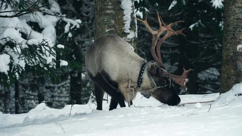 Deer walks in winter forest Stock Footage 86967026