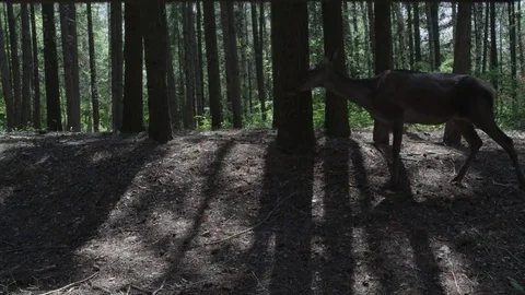 A Deer Wandering in the Forest Stock Footage 77338056