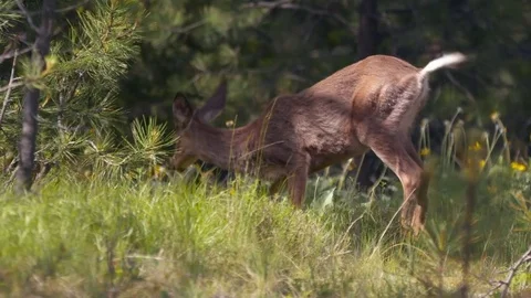 Deer wandering through the forest. Stock Footage 73157961