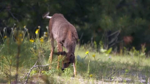 Deer wandering through the forest. Stock Footage 73157978