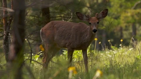 Deer wandering through the forest. Stock Footage 73158018