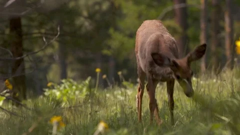 Deer wandering through the forest. Stock Footage 73158041