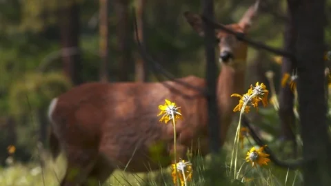 Deer wandering through the forest. Stock Footage 73158086