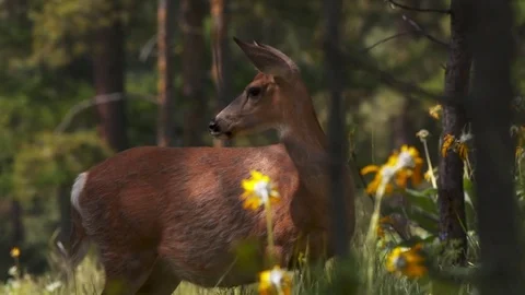 Deer wandering through the forest. Stock Footage 73158093