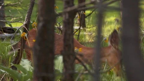 Deer wandering through the forest. Stock Footage 73158125