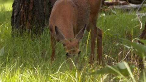 Deer wandering through the forest. Stock Footage 73158143