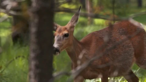 Deer wandering through the forest. Stock Footage 73158145