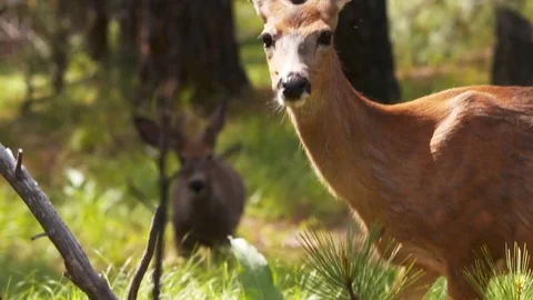 Deer wandering through the forest. Stock Footage 73158166