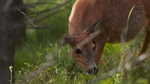 Deer wandering through the forest. Stock Footage 73158183