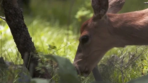Deer wandering through the forest. Stock Footage 73158187