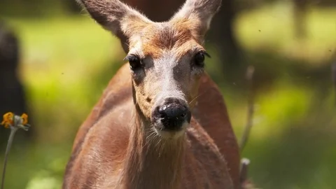 Deer wandering through the forest. Stock Footage 73158191