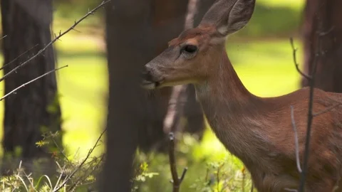 Deer wandering through the forest. Stock Footage 73158201