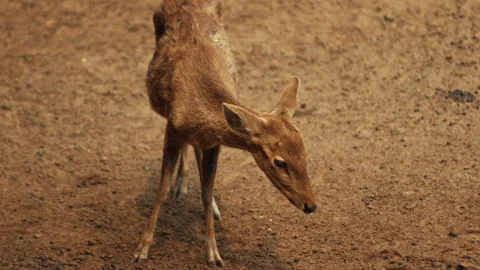The deer was looking bewildered. Handheld shot Stock Footage 269899927