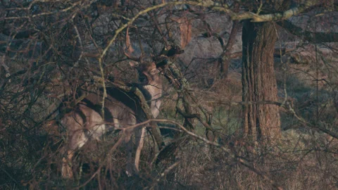 Deer watching Stock Footage 332229214