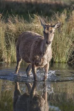 Deer in water Stock Photos