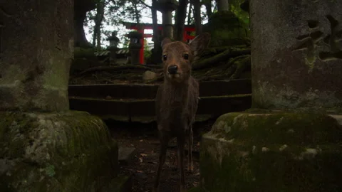 A deer wathcing and noding between lantern in a temple Stock Footage 309317360