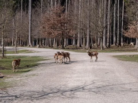 Deer on the way Foto stock