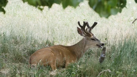 Deer In Weeds 4K Stock Footage 113774029