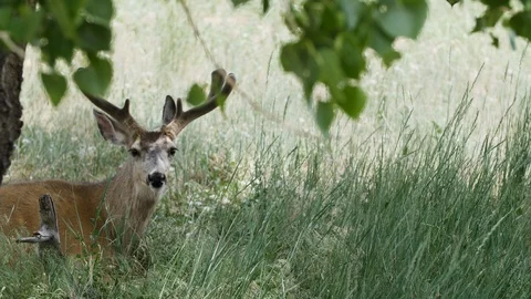 Deer In Weeds 4K Stock Footage 113774210