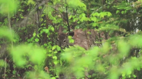Deer in a wet forest eating Stock Footage 40018451