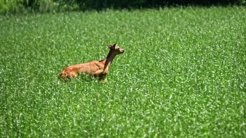 A deer in a wheat field. It jumps away, fleeing into the forest. Damage cau.. Stock-Footage 277265985