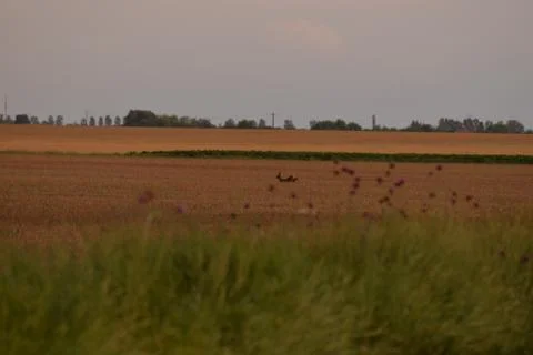 Deer in the wheat field Stock Photos